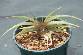 Dyckia estevesii