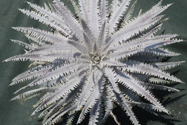 Dyckia  'Integral'