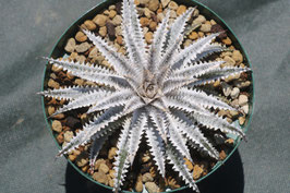 Dyckia  'Hailstorm'