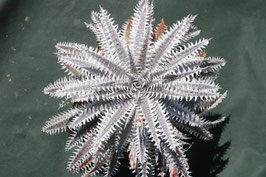 Dyckia  'Glorious Revolution'