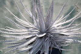 Dyckia  'Barracuda'