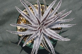 Dyckia  'Giulietta'