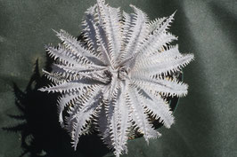 Dyckia  'Hidalgo'