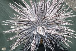 Dyckia  'Vigorous Attack'