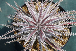 Dyckia  'Catastrophe'