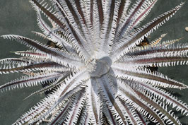 Dyckia  'Martial Law'