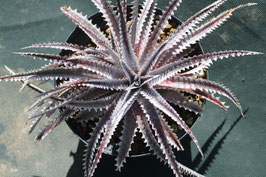 Dyckia  'Tyrant'