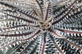 Dyckia  'Saint Andrew'