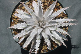 Dyckia  'Waxed White'