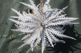 Dyckia 'Aphrodite'