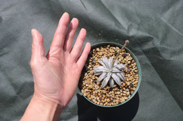 Dyckia  'Minilla'