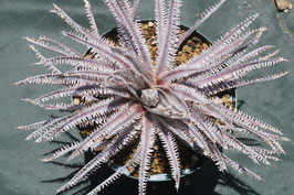 Dyckia  'Wriggle'