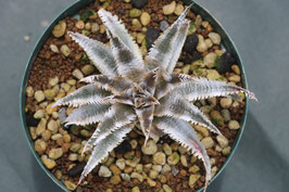 Dyckia  'Thunderous Roar'