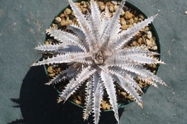 Dyckia  'Cristalino'