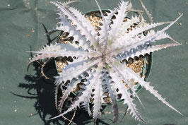 ブロメリア販売 - Amazonico アマゾニコ