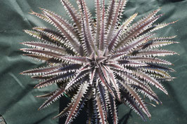 Dyckia 'Diablo'