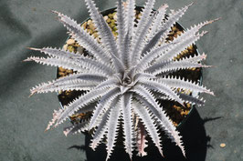 Dyckia  'Souther'