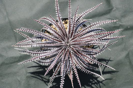 Dyckia  'Culling Game'