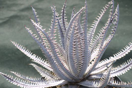 Dyckia  'T2  Phage'