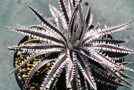 Dyckia 'Vega'