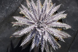 Dyckia  'Nuevo Sol'