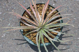 Dyckia monticola variegata      Sale