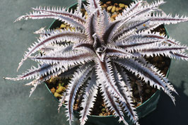 Dyckia  'Venomous Coral'