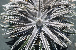 Dyckia 'Pentagon'