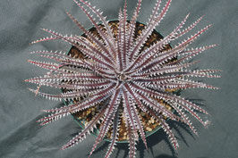まっつDyckia Crown of Thorns SilverFox ディッキア：Dyckia marnier-lapostollei 'Pink Spine' x
