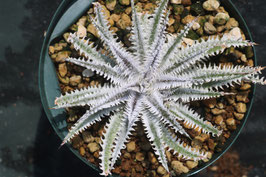 Dyckia  'Sorcerer'