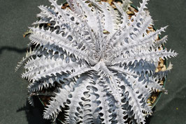 Dyckia  'Innocent Crown'