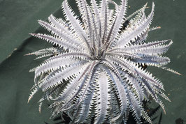 Dyckia  'Ballistic Laser'