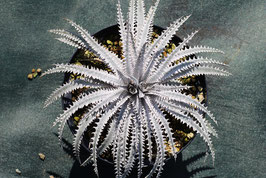 Dyckia 'Shock Spine'