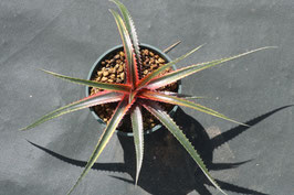 Dyckia 'Siamese Twilight'