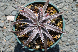 Dyckia Larry The Chopper