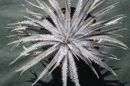 ブロメリア販売 - Amazonico アマゾニコ