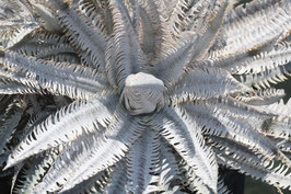 Dyckia  'Brinicle'