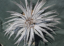 Dyckia  'Domain Expansion'