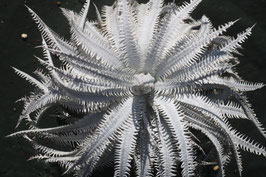Dyckia  'Massless Gluon'