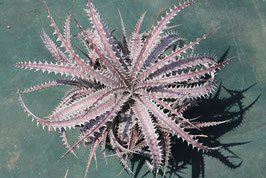 Dyckia  'Armorgon'