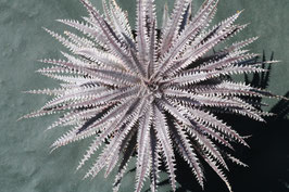 Dyckia  'Tarantula'