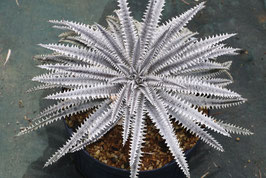 Dyckia  'Souther'