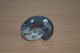Ammonit - 1
