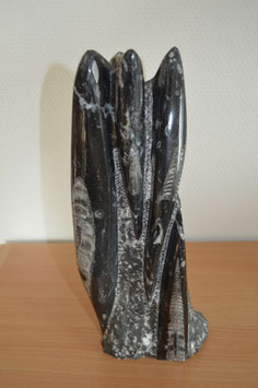 Orthoceras Fossil