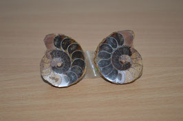 Ammoniten-Paar - 8