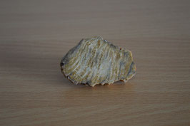 versteinertes Holz (Scheibe) - 1