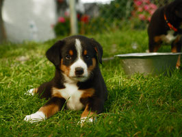 Entlebucher-Welpe