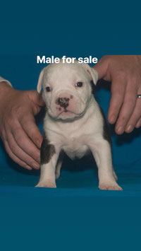 Male --- SOLD ----