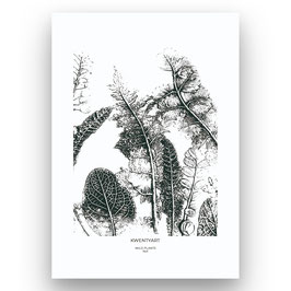 Poster "No1 Wild Plants"