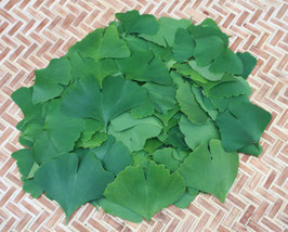 無農薬生イチョウの葉100g